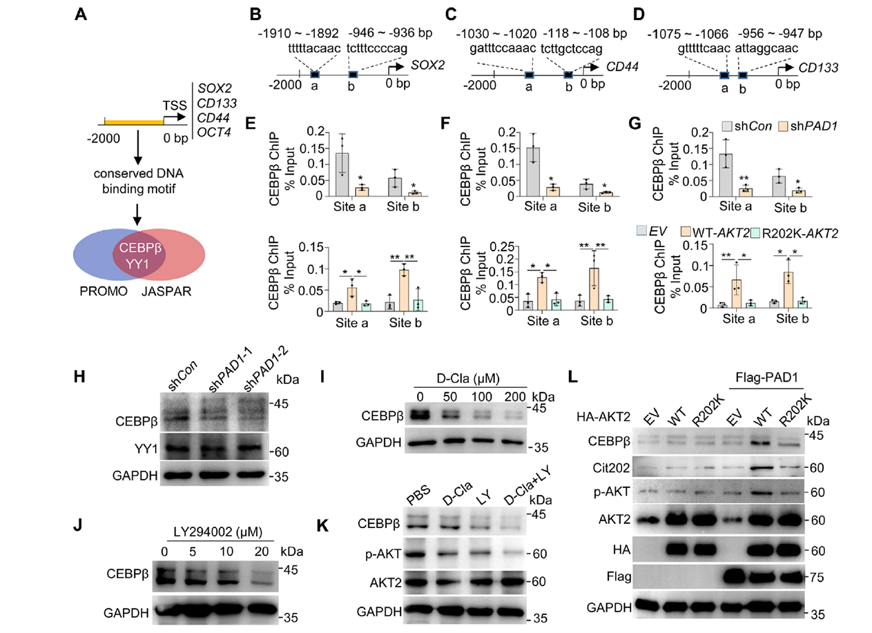 CEBPβ may serve as a key downstream regulatory target of the PAD1-AKT2 signaling pathway