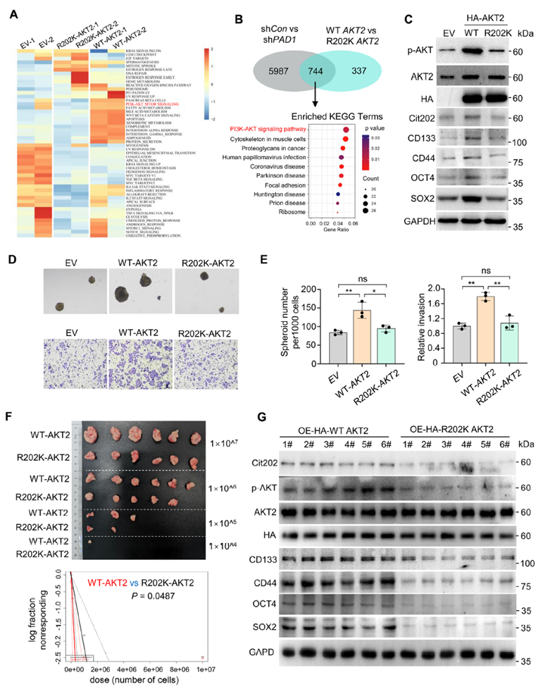 Overexpression of AKT2R202K in OC cells hinders OCSLC stem cell characteristics