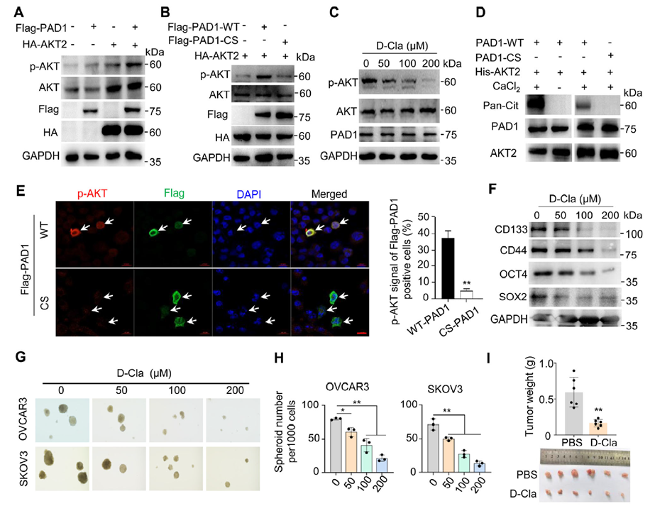 PAD1-catalyzed AKT2 citrullination promotes OCSLC stemness maintenance
