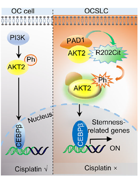 PAD1 inhibition re-sensitizes OVCAR3-CisR cells to cisplatin by suppressing the AKT2/CEBPβ signaling pathway