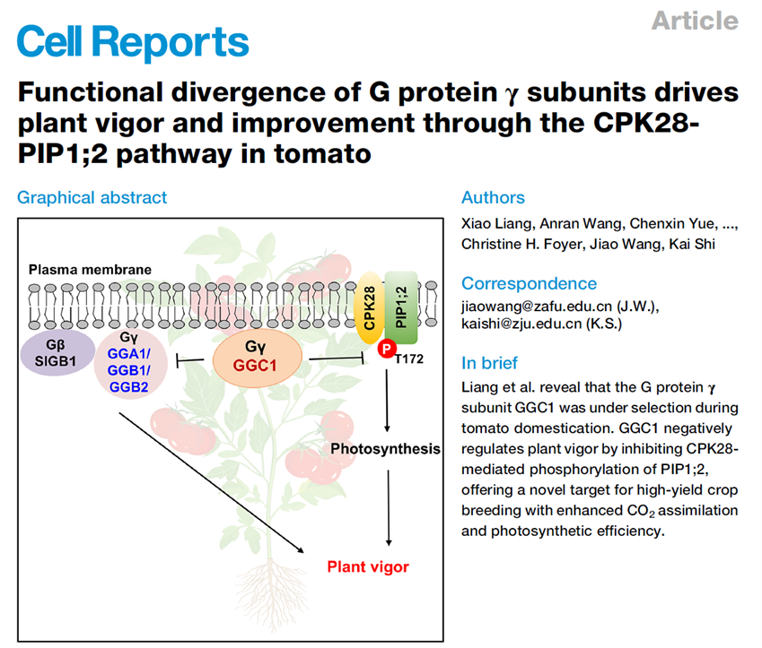 Functional divergence of G protein γ subunits drives plant vigor and improvement through the CPK28-PIP1;2 pathway in tomato