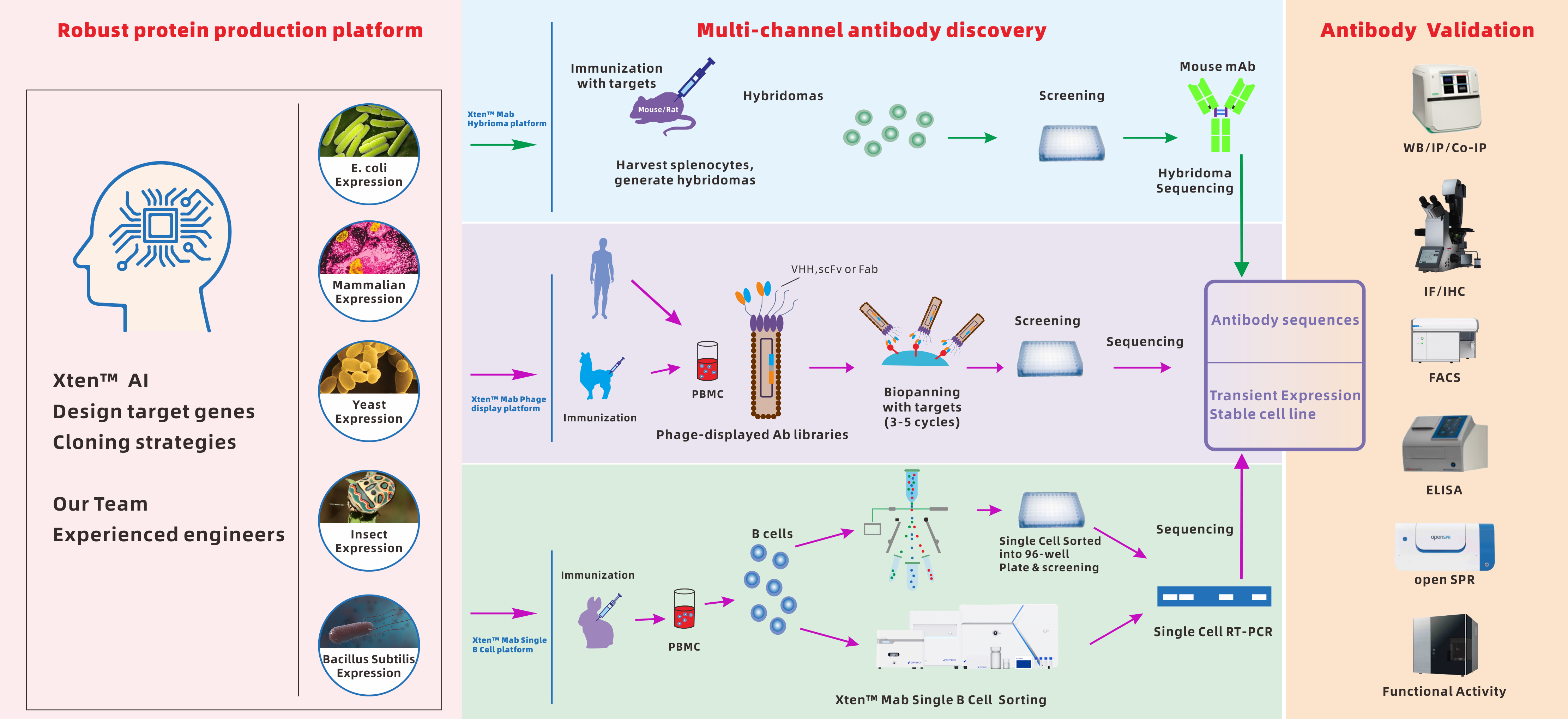 Evolution of antibody discovery technologies, from phage display to single B-cell cloning.