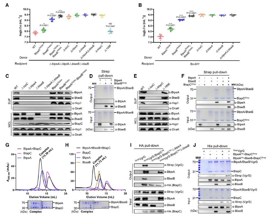 Ternary Complex Formation Coordinated by BtapC and Subsequently Loaded onto VgrG