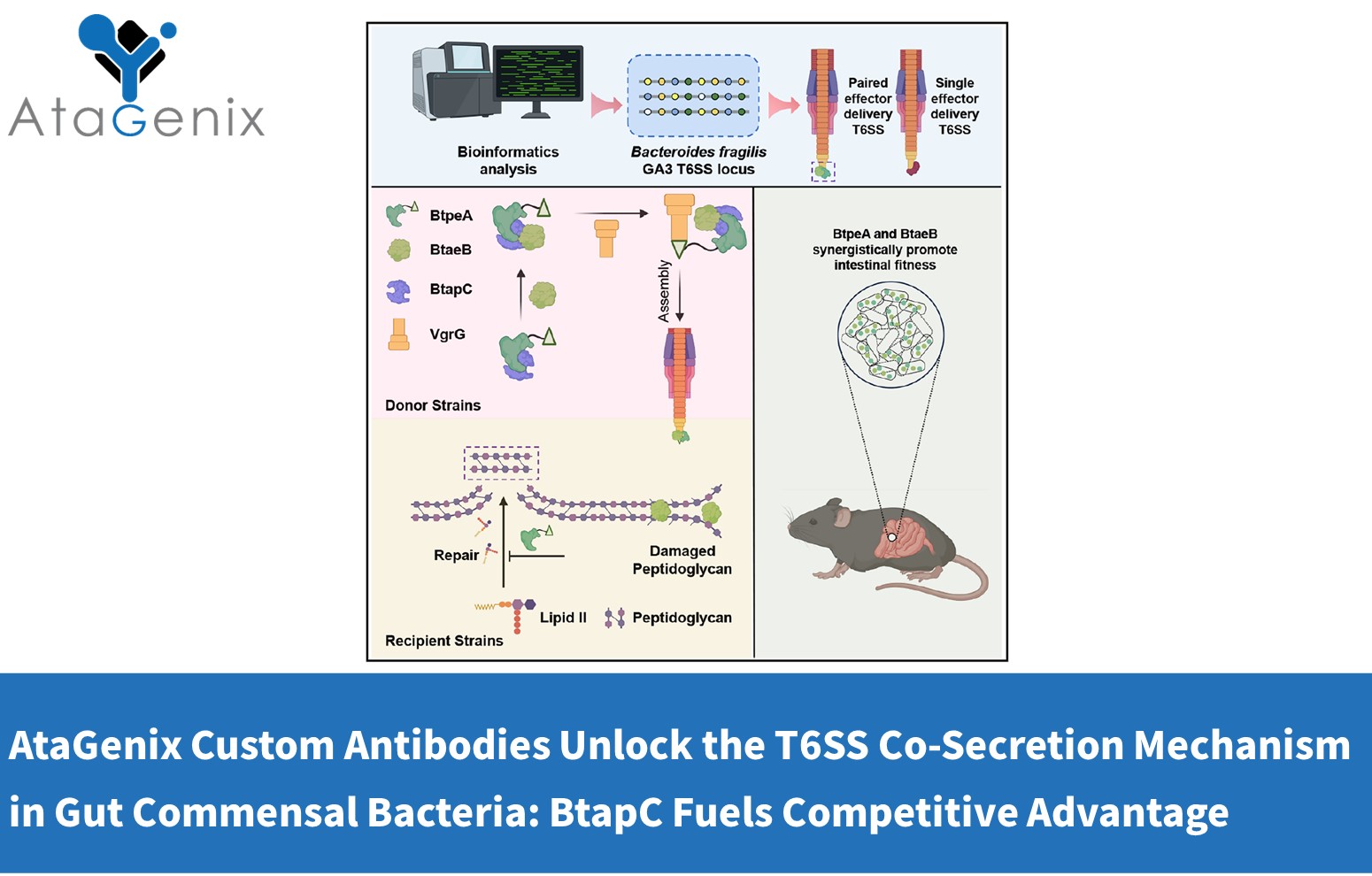 AtaGenix Custom Antibodies Unlock the T6SS Co-Secretion Mechanism in Gut Commensal Bacteria: BtapC Fuels Competitive Advantage