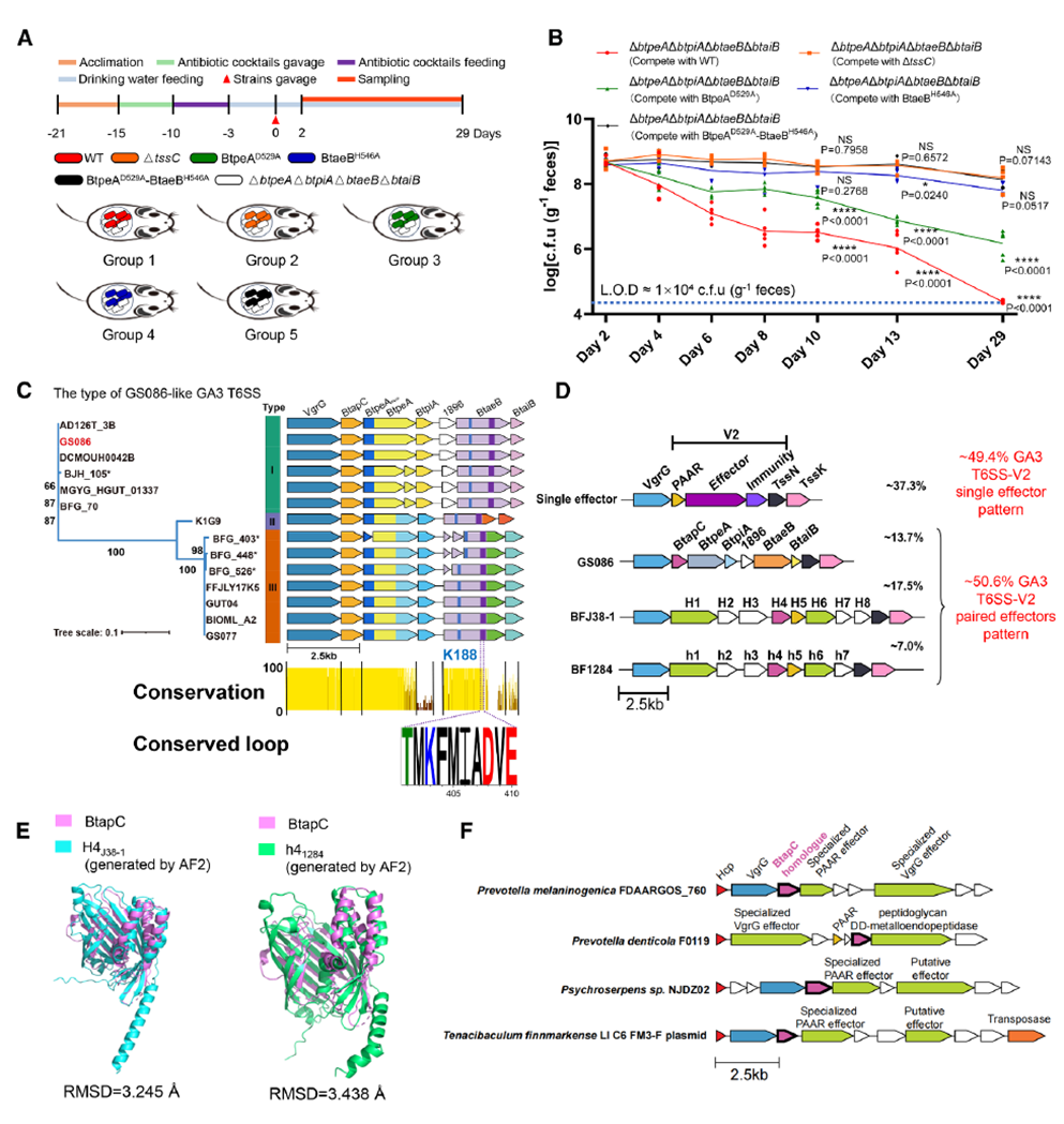 BtapC-Mediated Effector Co-Secretion Produces Functional Synergy in Mice and Is Likely Conserved in Human Gut Bacteroidota