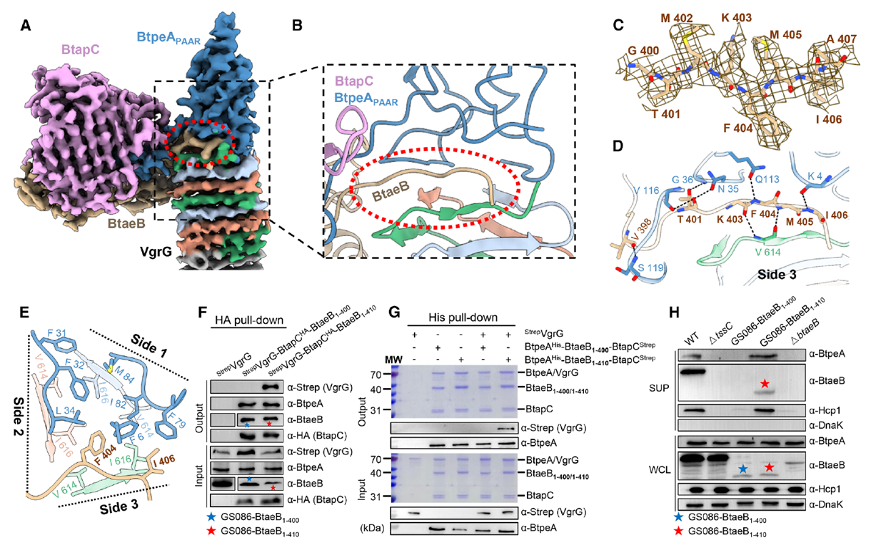 BtaeB-Derived Loop Is Critical for BtpeA and BtaeB Co-Secretion