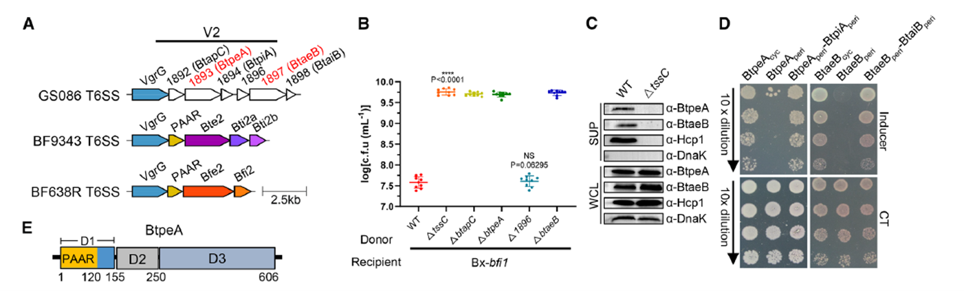 Detection of Two Adjacent T6SS Effector Loci