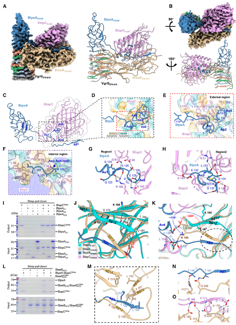 Structure of the VgrG–BtpeA–BtaeB–BtapC Complex
