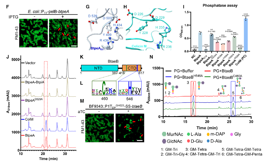 Cell Wall-Damaging T6SS Effectors Are Critical for Interspecies Competition