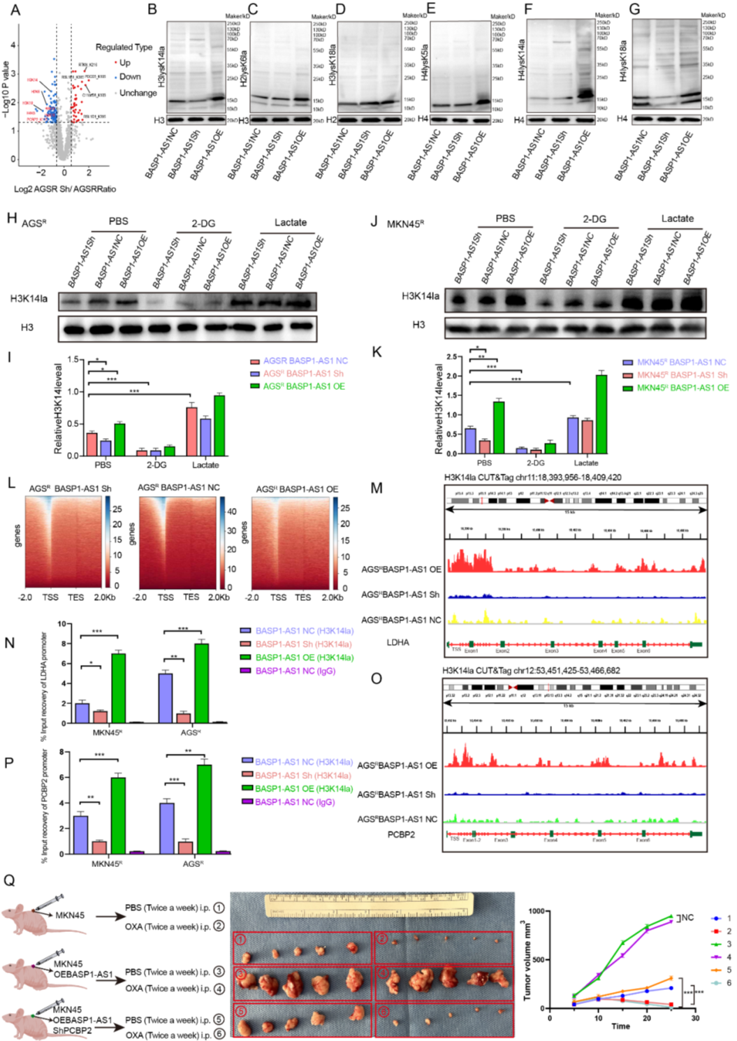 BASP1-AS1 activates H3K14la and LDHA-dependent PCBP2K115la to establish a positive feedback loop