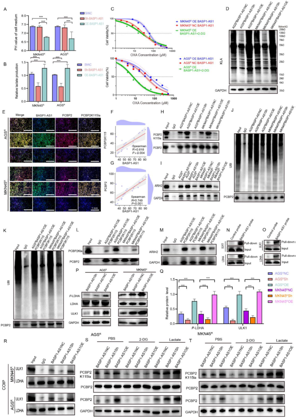BASP1-AS1 activates LDHA-dependent lactate accumulation to enhance PCBP2K115la-mediated ubiquitination suppression