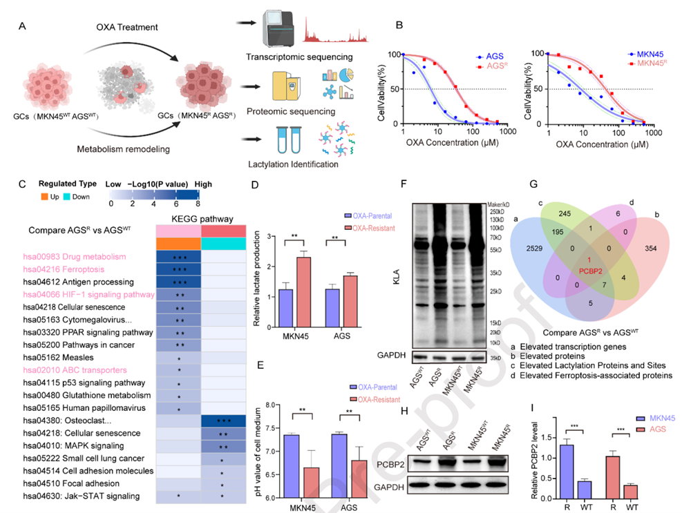 Lactate-induced PCBP2 upregulation leads to OXA resistance in GC cells
