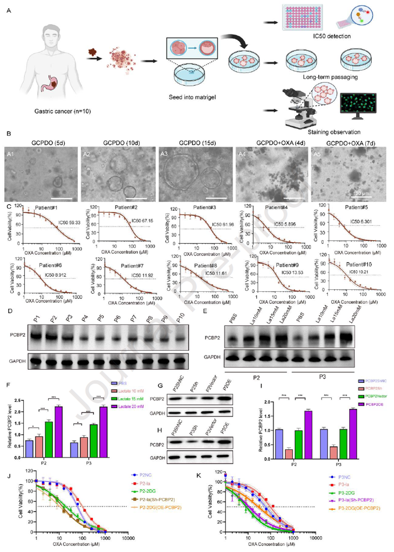 PCBP2 confers OXA resistance in GC patient-derived organoid models