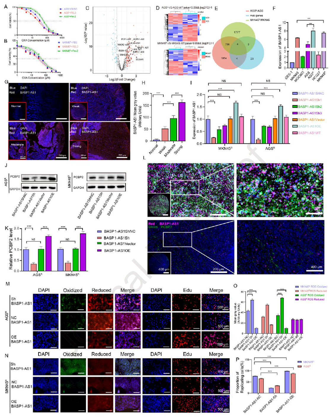 BASP1-AS1 suppresses ferroptosis and upregulates PCBP2 expression