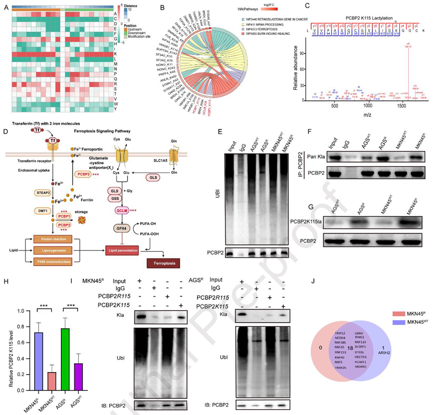 PCBP2K115 lactylation confers OXA resistance by blocking ARIH2-mediated ubiquitination