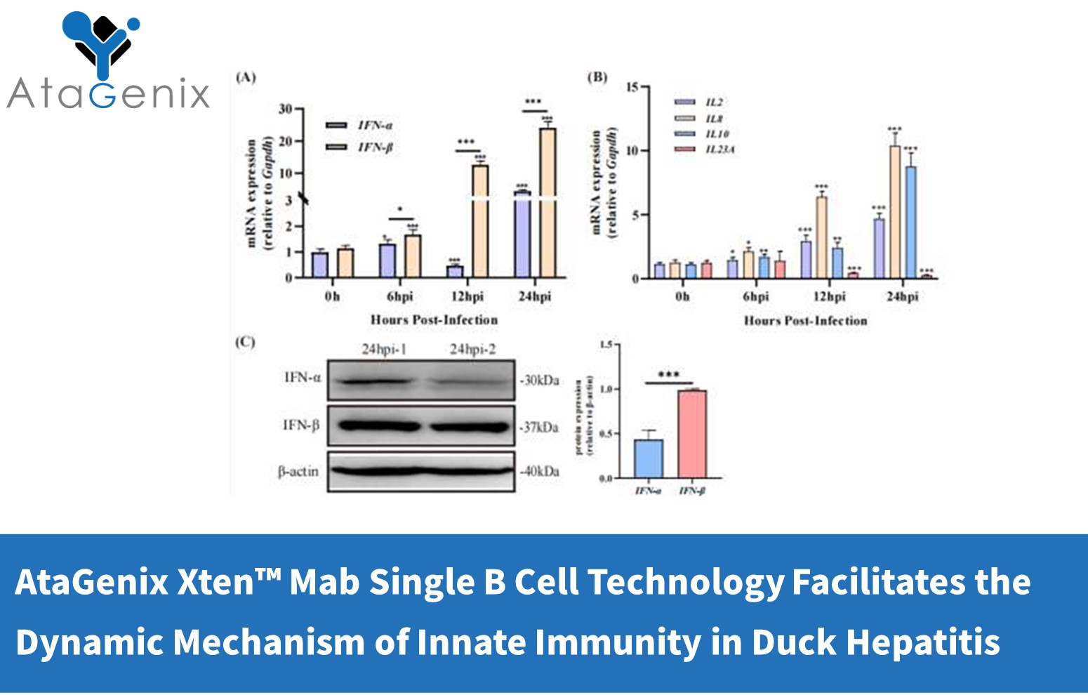 AtaGenix Xten&trade; Mab Single B Cell Technology Facilitates the Dynamic Mechanism of Innate Immunity in Duck Hepatitis