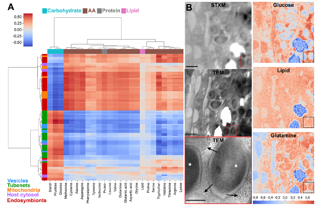 STEM analysis of carbon content in bacterial components