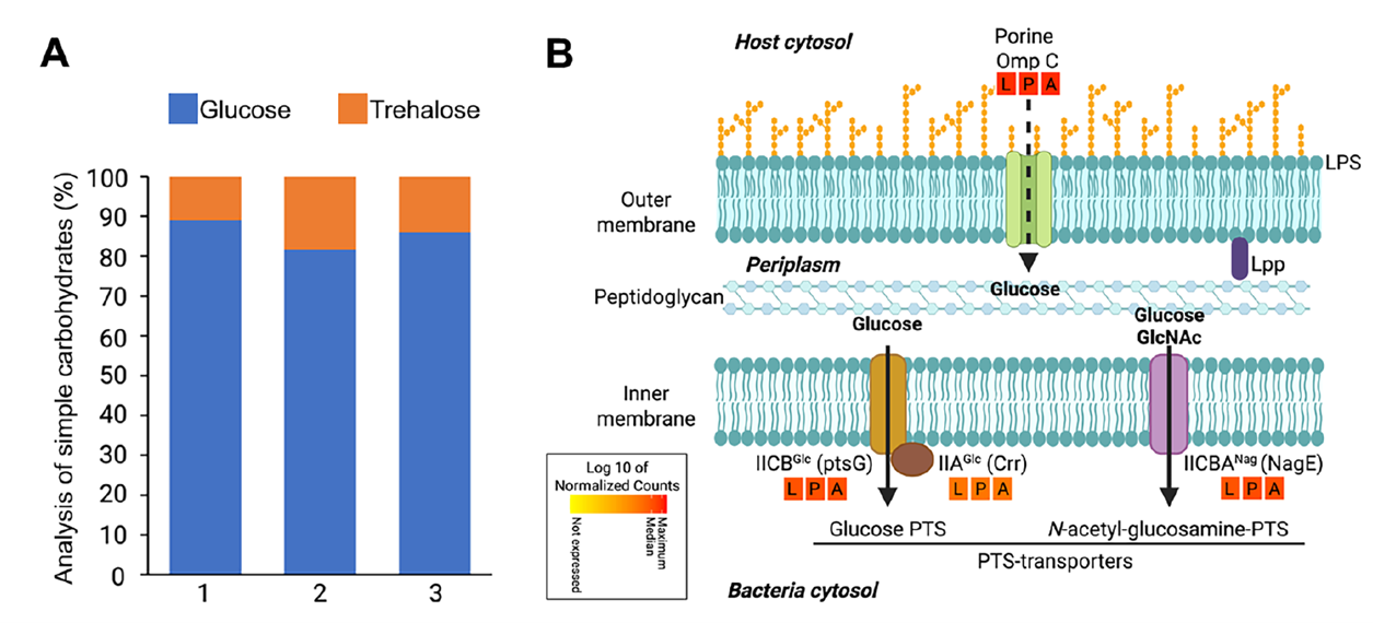 Major simple carbohydrates in the insect gut and glucose transporters in endosymbiont membranes
