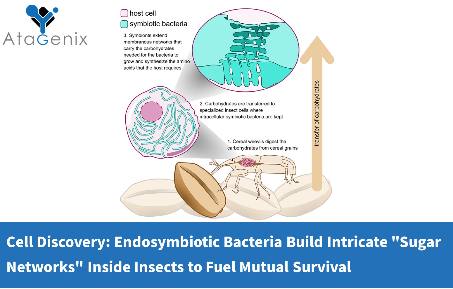 Cell Discovery: Endosymbiotic Bacteria Build Intricate "Sugar Networks" Inside Insects to Fuel Mutual Survival