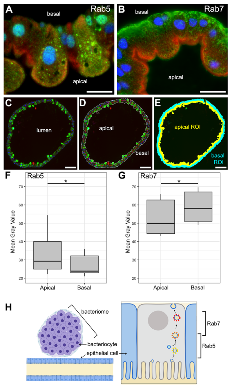 Host gut epithelium exhibits extensive and polarized vesicle networks