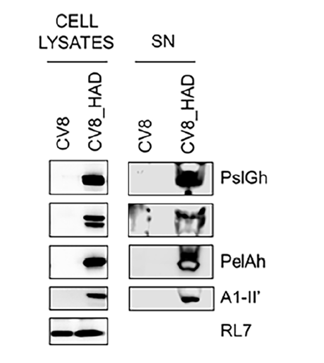 Western blot validation of biofilm-degrading enzyme expression using AtaGenix custom polyclonal antibodies