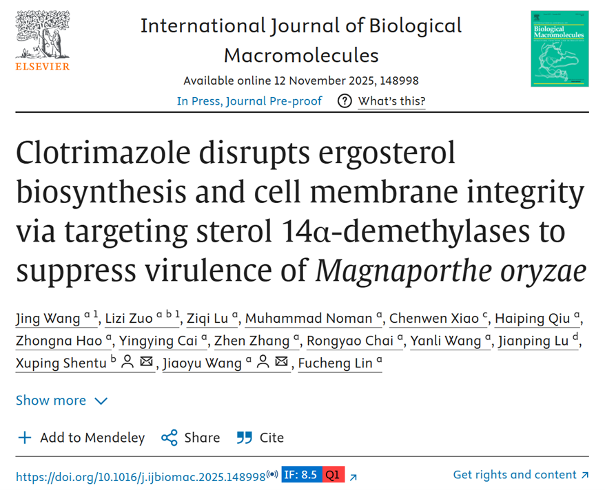Clotrimazole targets MoCyp51A and MoCyp51B to disrupt ergosterol biosynthesis and suppress Magnaporthe oryzae virulence