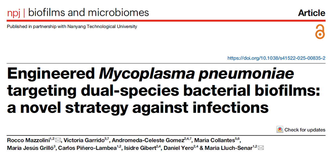 Attenuated Mycoplasma pneumoniae CV8_HAD engineered to secrete biofilm-degrading enzymes against dual-species S. aureus and P. aeruginosa biofilms