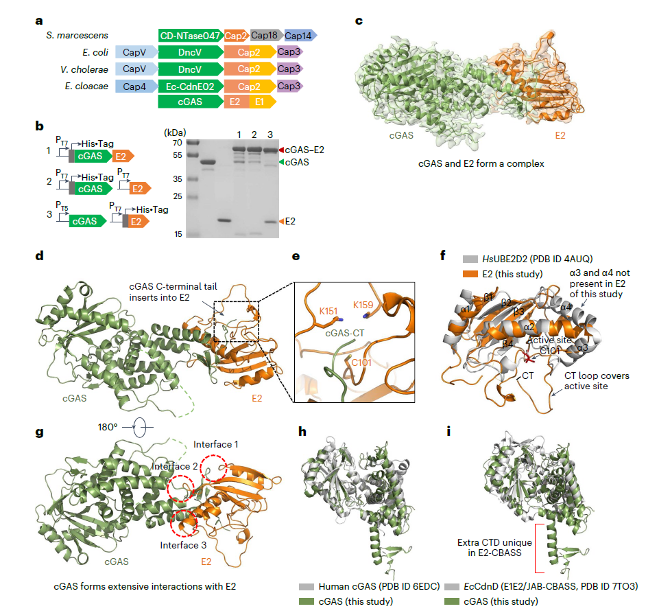 Cryo-EM structure of the cGAS-E2 complex showing covalent binding between E2 enzyme and cGAS C-terminal region