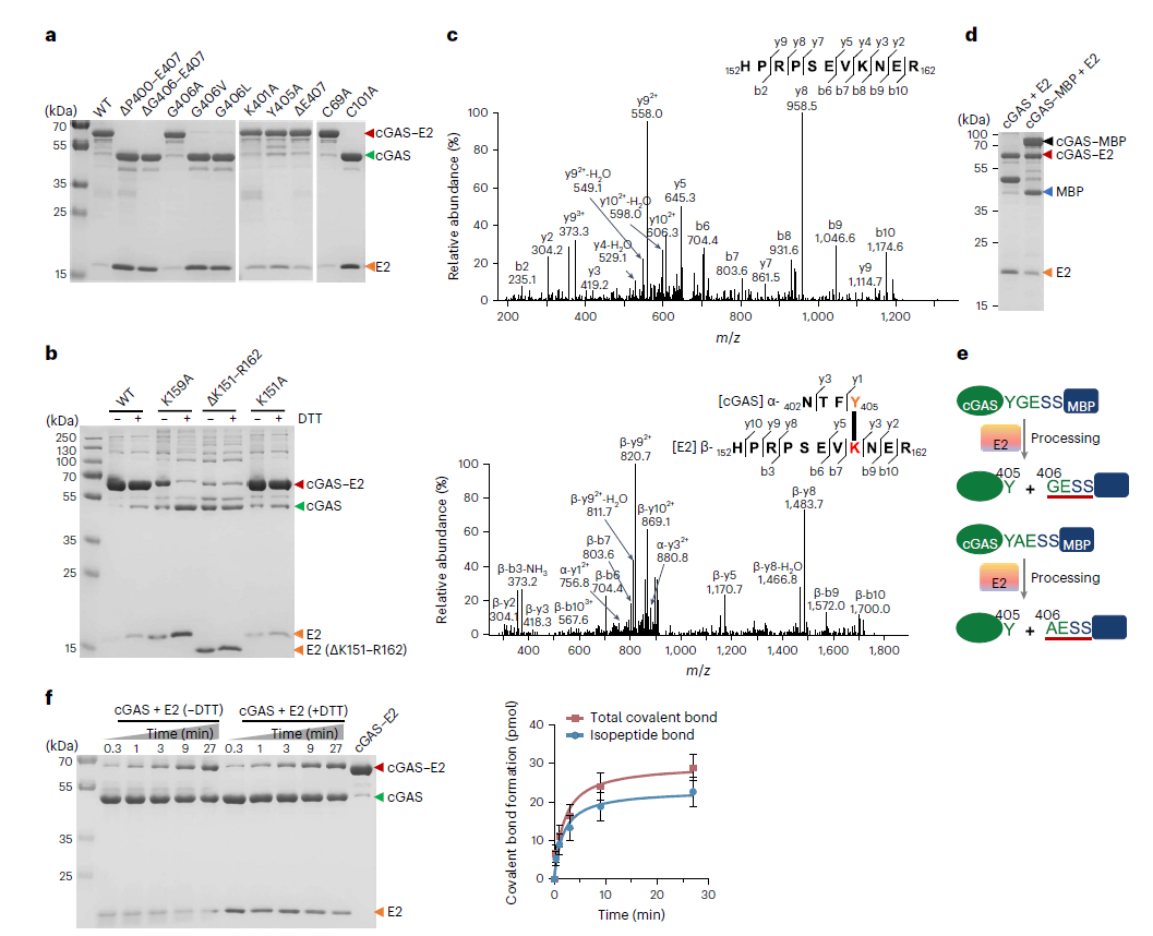 Western blot detection of cGAS monomers, cGAS-E2 complexes, and poly-cGAS using AtaGenix anti-cGAS antibody