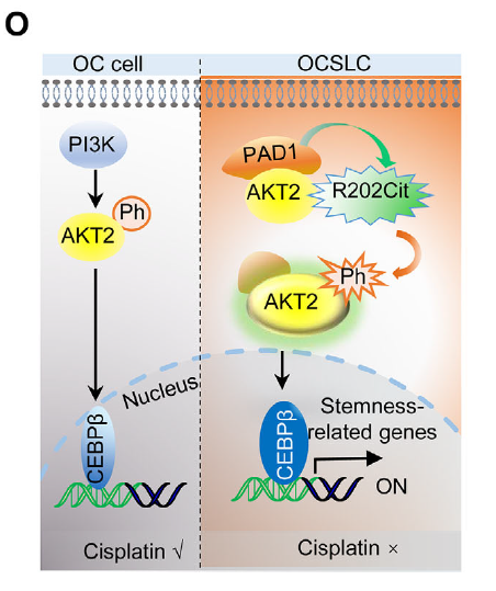 Mechanistic model showing PAD1 citrullinates AKT2 at R202 to regulate ovarian cancer stem-like cells