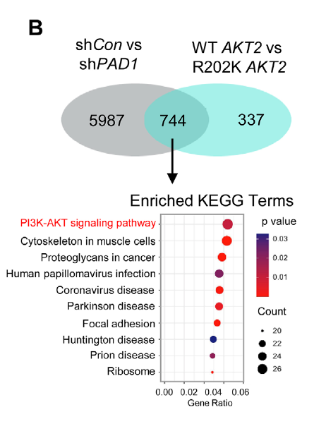 Co-immunoprecipitation validation of PAD1 binding to AKT2 kinase domain