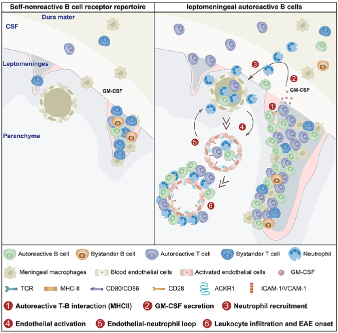Meningeal B cell interactions drive pathogenicity-dependent neuroinflammatory relapse in EAE model