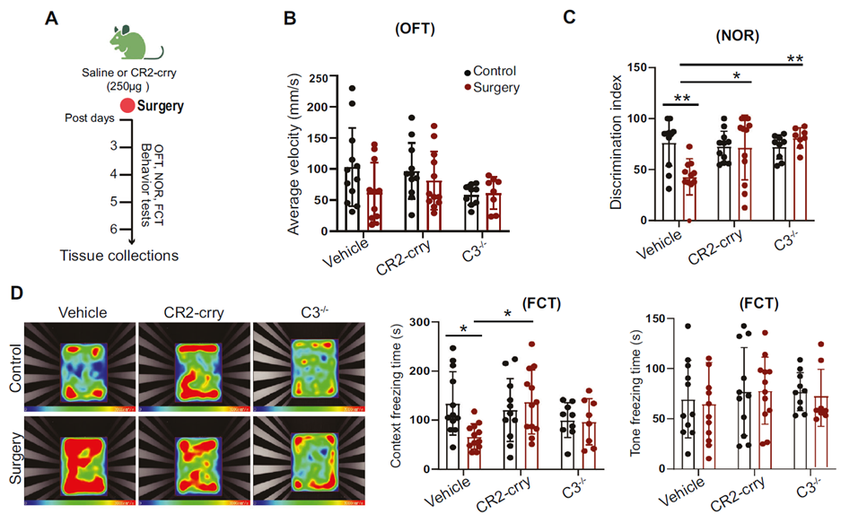 C3 blockage alleviates cognitive decline in perioperative neurocognitive disorder mouse model