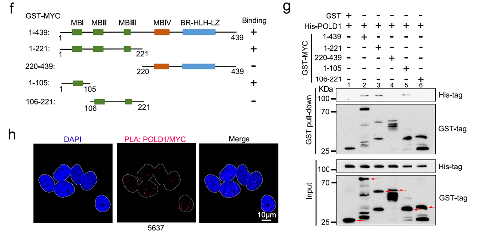 GST pull-down assay showing POLD1 directly binds MYC protein in bladder cancer cells