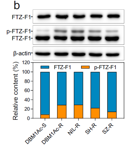 FTZ-F1 protein expression and phosphorylation levels in diamondback moth midgut