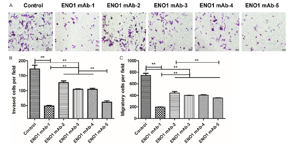 ENO1 monoclonal antibody inhibits invasion and migration of cervical cancer cells