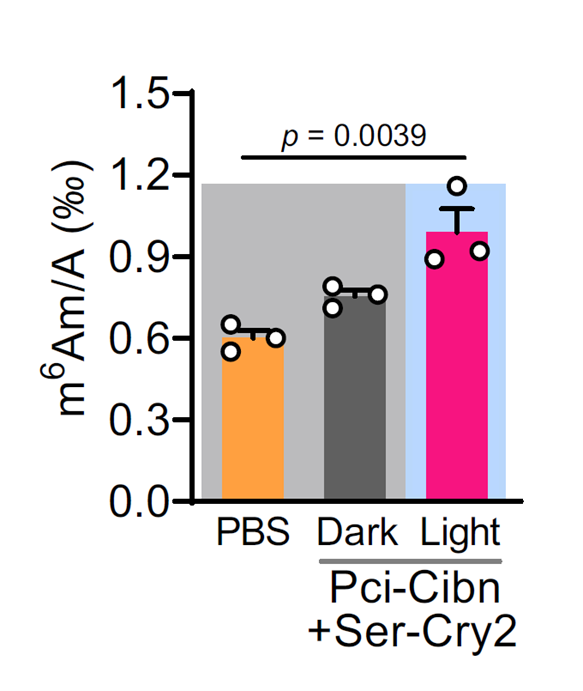 SERBP1 and PCIF1 interact and co-catalyze m6Am modifications on mRNA