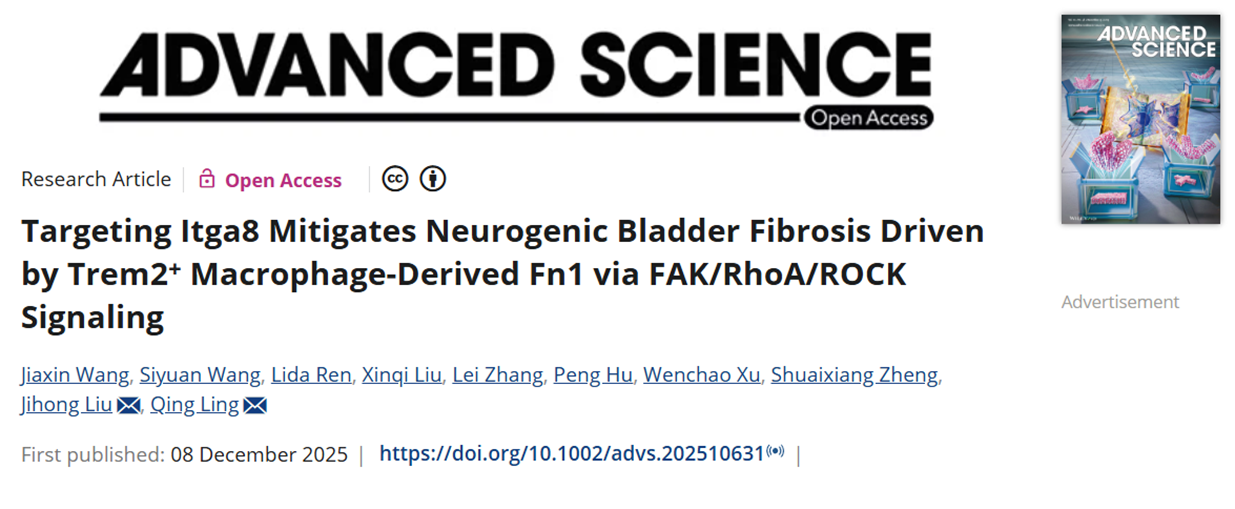 Targeting Itga8 mitigates neurogenic bladder fibrosis driven by Trem2+ macrophage-derived Fn1 via FAK/RhoA/ROCK signaling