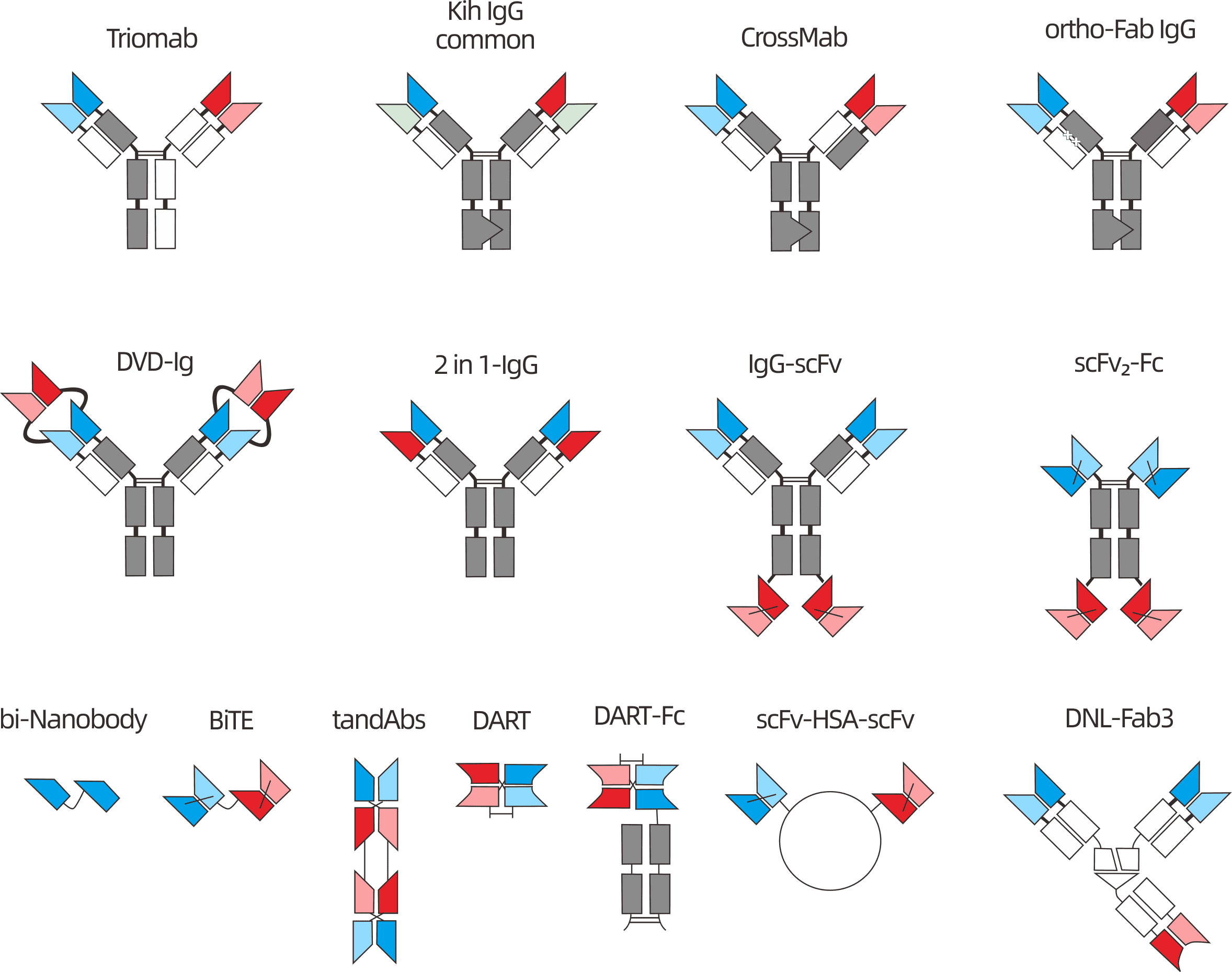 Overview of 15+ bispecific antibody formats supported by AtaGenix