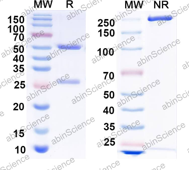 Anti-EBV gH-gL BsAb SEC-HPLC analysis