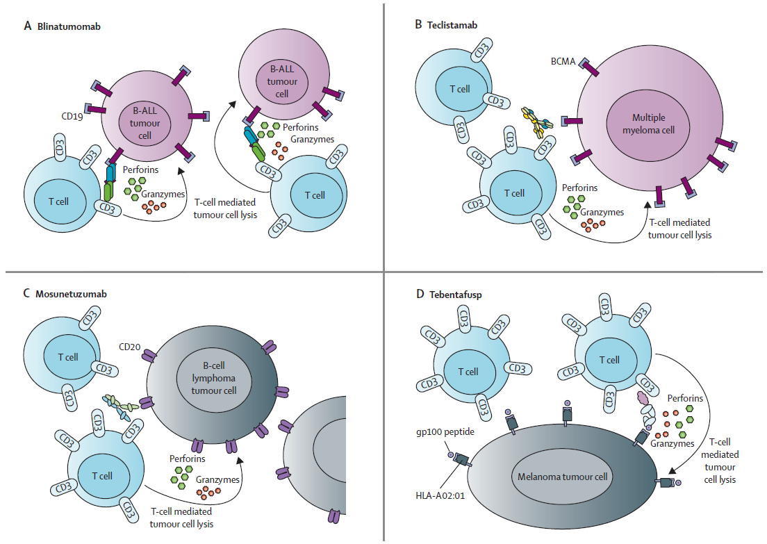 Structures of approved T cell-redirecting bispecific antibody formats including BiTE and IgG-like