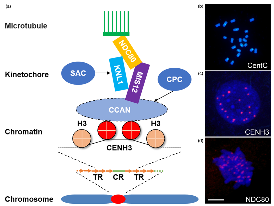 Composition of plant centromere DNA, chromatin, and kinetochore