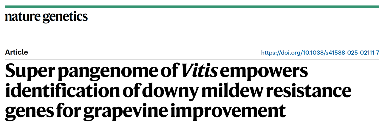 Grapevine pangenome and resistance genes