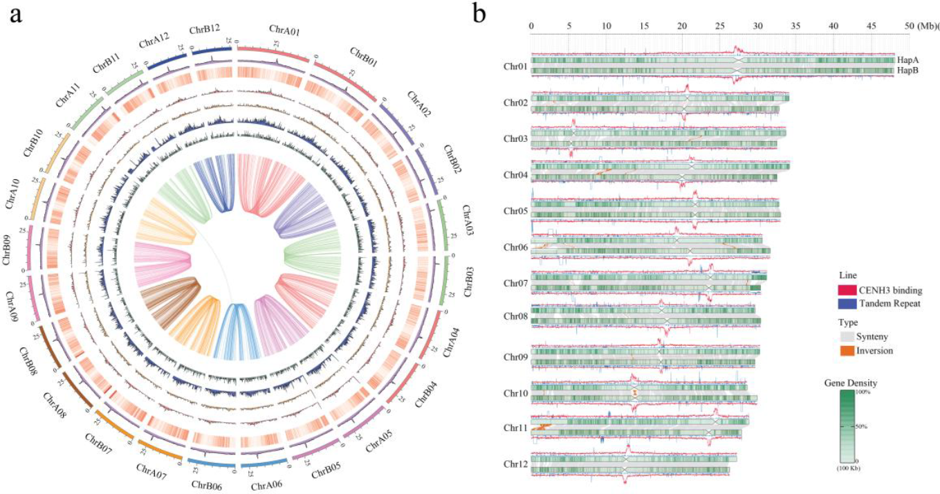Jujube centromere map