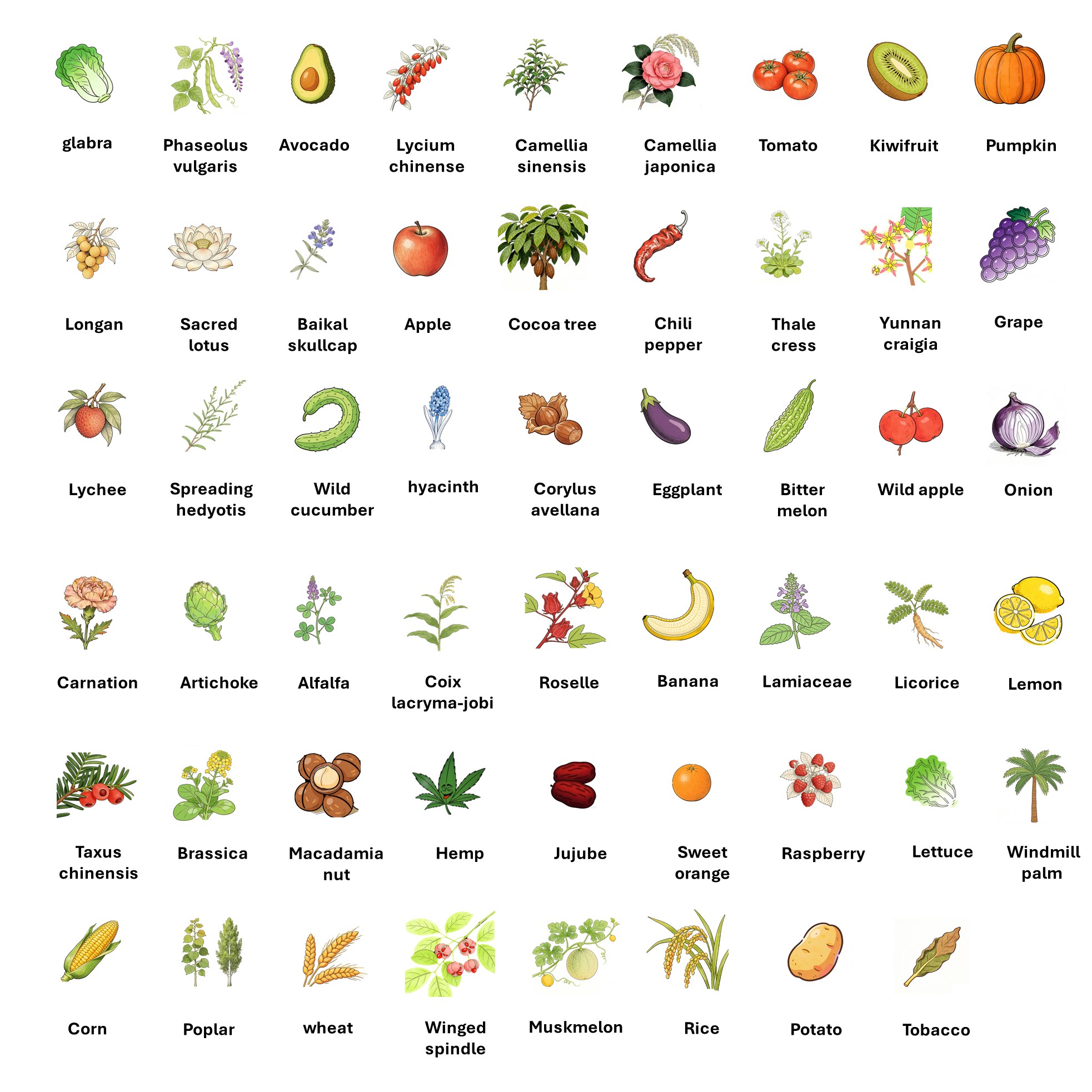 Plant species covered by AtaGenix custom CENH3 projects