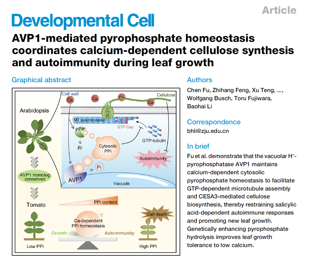AVP1-mediated pyrophosphate homeostasis coordinates calcium-dependent cellulose synthesis and autoimmunity in Arabidopsis leaf growth