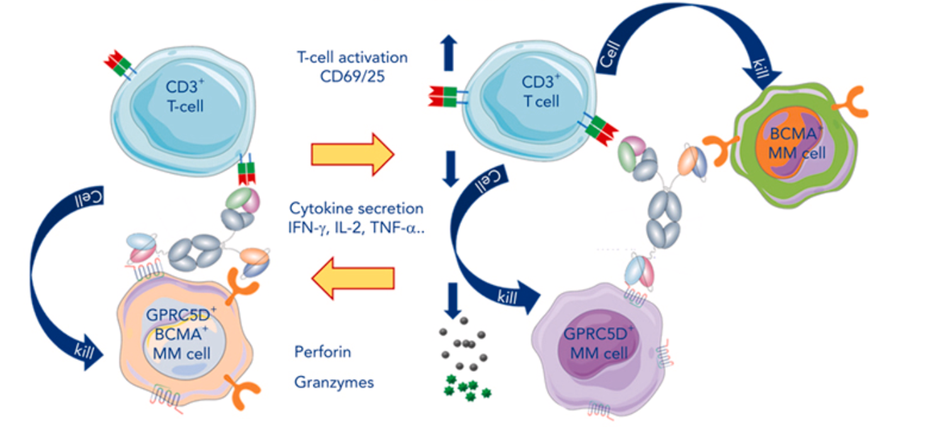  Recruitment of T cells to tumor cells via a trispecific antibody
