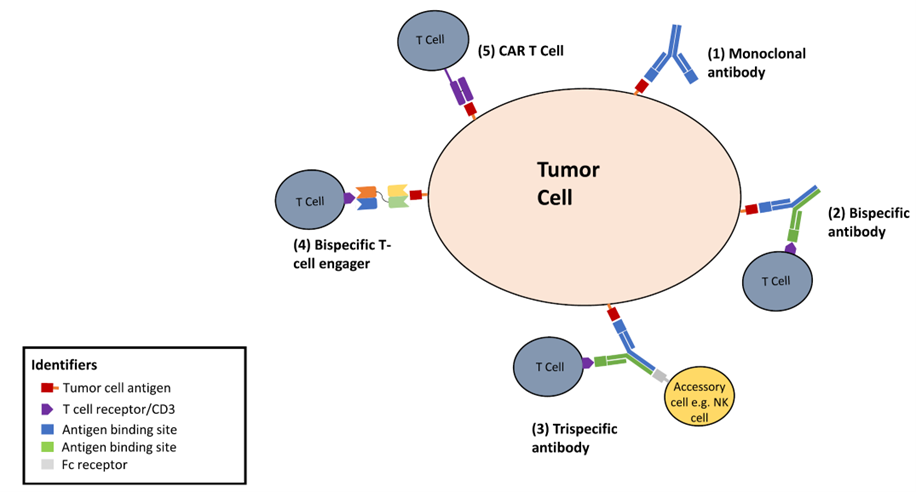 Advances in Bispecific and Trispecific Antibodies for Cancer Immunotherapy: Mechanisms, Clinical Progress, and Future Prospects