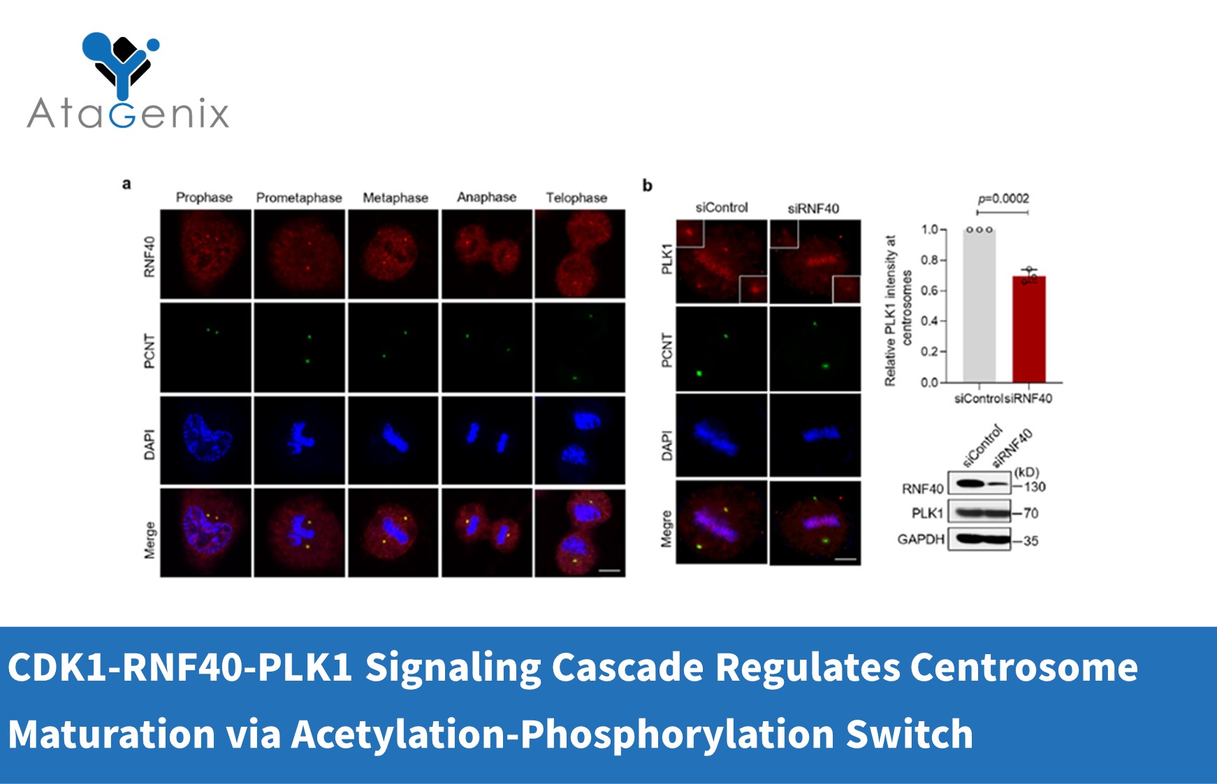 CDK1-RNF40-PLK1 Signaling Cascade Regulates Centrosome Maturation via Acetylation-Phosphorylation Switch