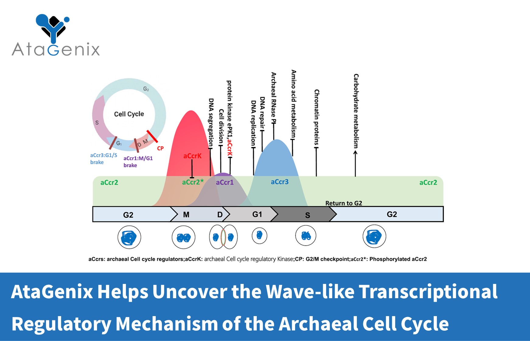 AtaGenix Helps Uncover the Wave-like Transcriptional Regulatory Mechanism of the Archaeal Cell Cycle
